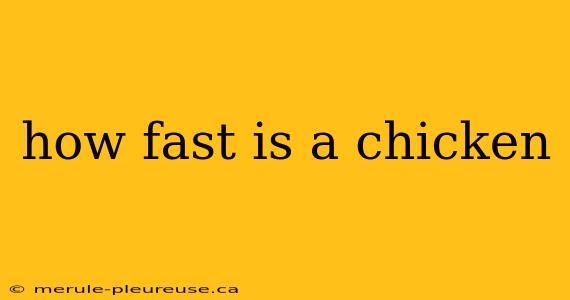 how fast is a chicken