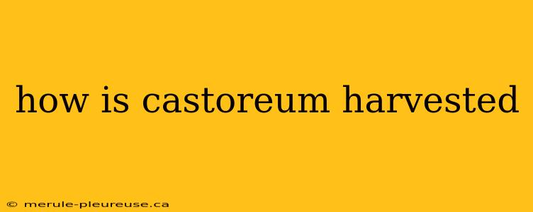 how is castoreum harvested