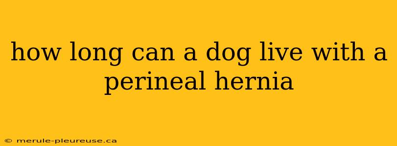 how long can a dog live with a perineal hernia