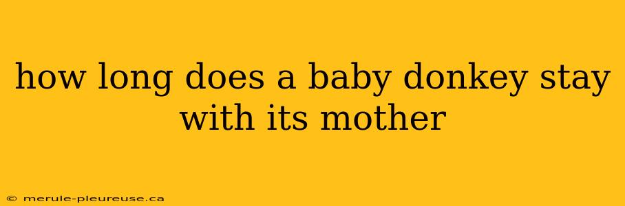 how long does a baby donkey stay with its mother