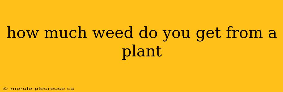 how much weed do you get from a plant