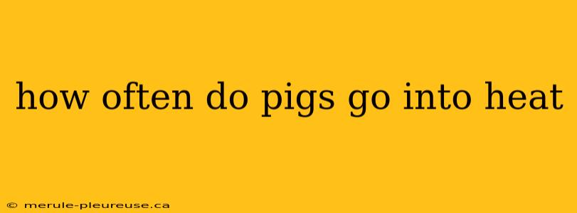 how often do pigs go into heat