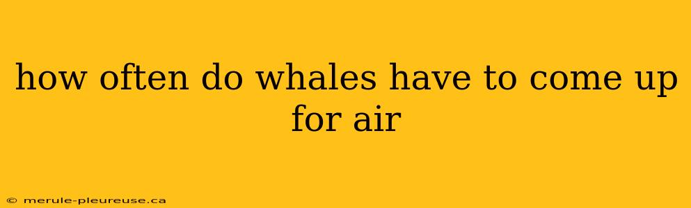 how often do whales have to come up for air