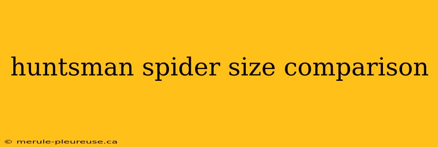 huntsman spider size comparison