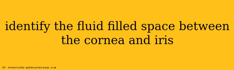 identify the fluid filled space between the cornea and iris