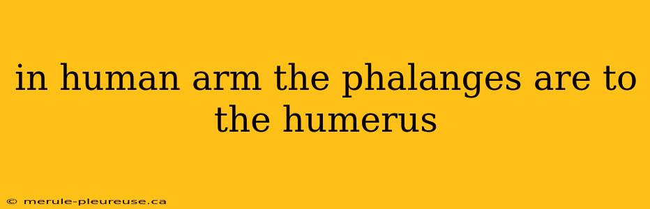 in human arm the phalanges are to the humerus