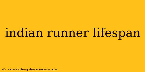 indian runner lifespan