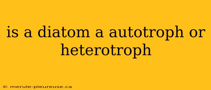 is a diatom a autotroph or heterotroph