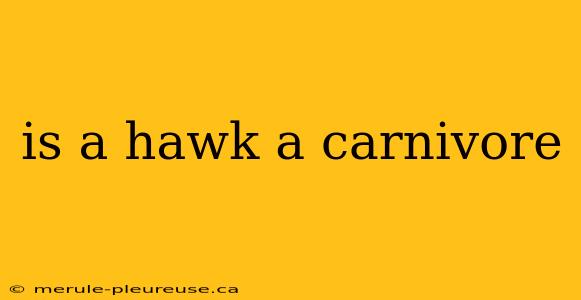 is a hawk a carnivore