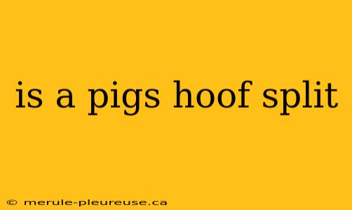 is a pigs hoof split