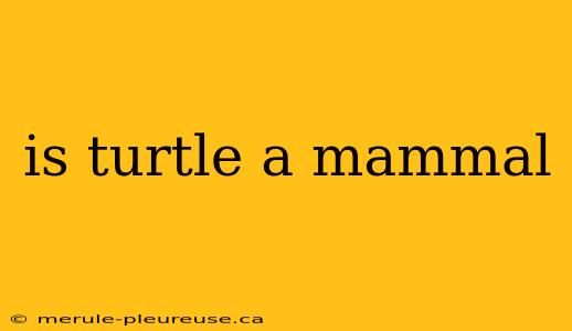 is turtle a mammal