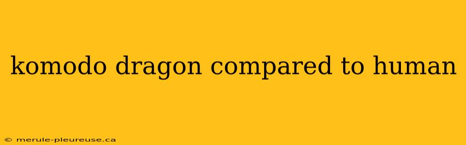 komodo dragon compared to human