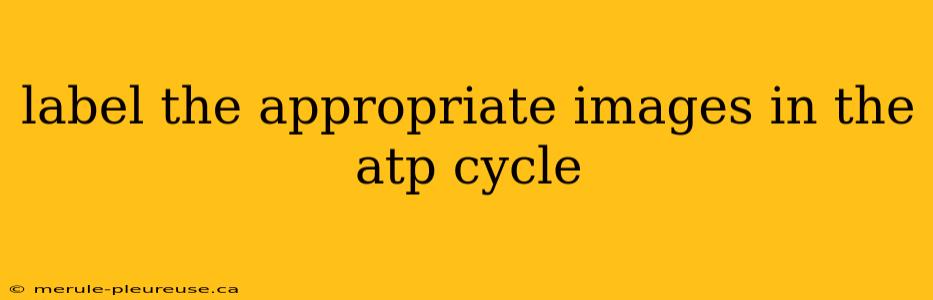 label the appropriate images in the atp cycle