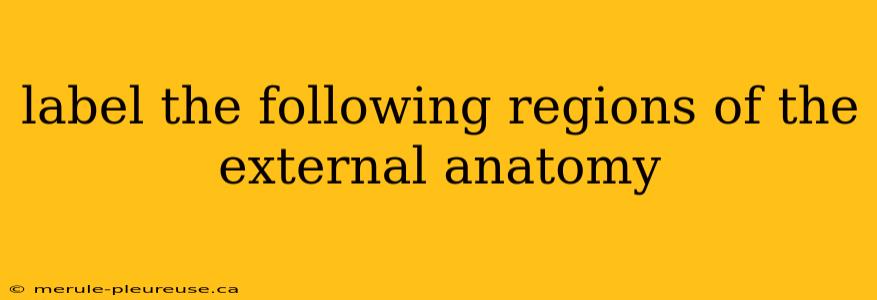 label the following regions of the external anatomy