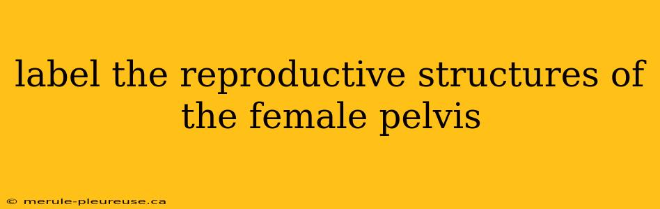 label the reproductive structures of the female pelvis