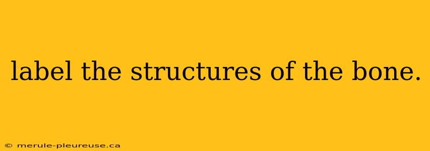 label the structures of the bone.