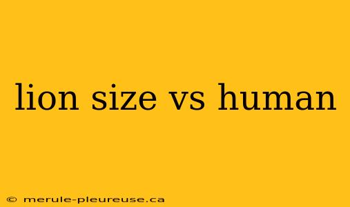 lion size vs human