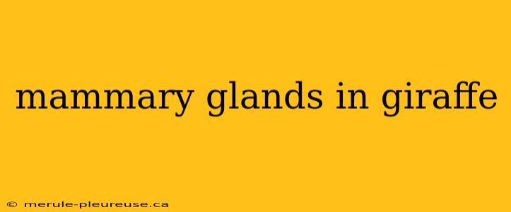 mammary glands in giraffe