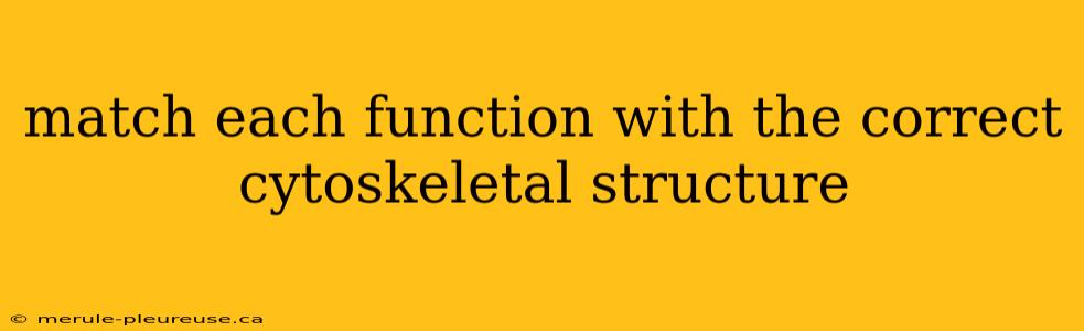 match each function with the correct cytoskeletal structure