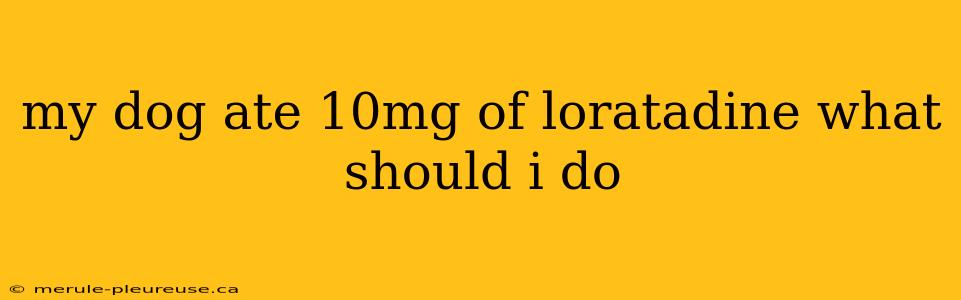 my dog ate 10mg of loratadine what should i do