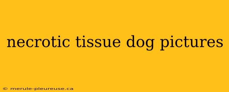 necrotic tissue dog pictures