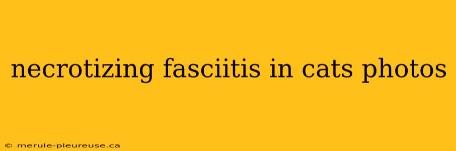 necrotizing fasciitis in cats photos