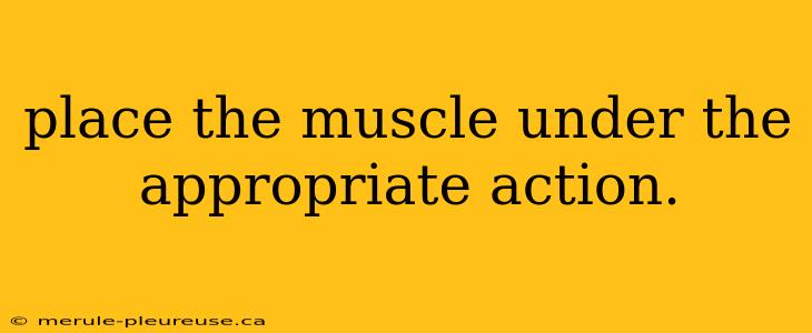 place the muscle under the appropriate action.