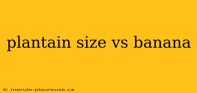 plantain size vs banana