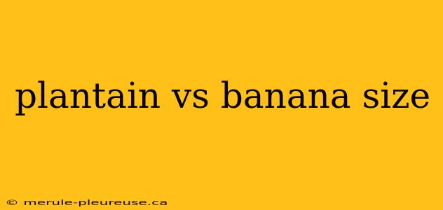 plantain vs banana size