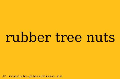 rubber tree nuts