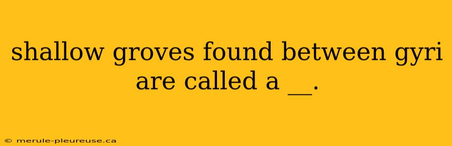 shallow groves found between gyri are called a __.