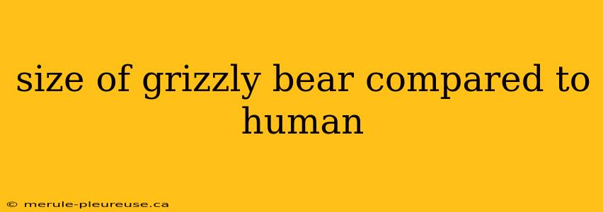 size of grizzly bear compared to human