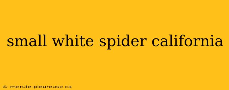 small white spider california