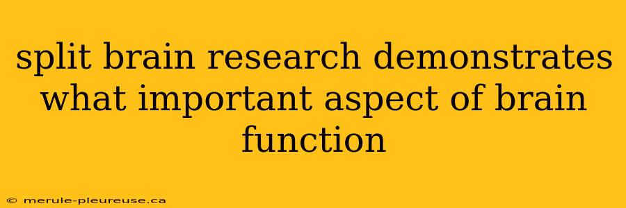 split brain research demonstrates what important aspect of brain function