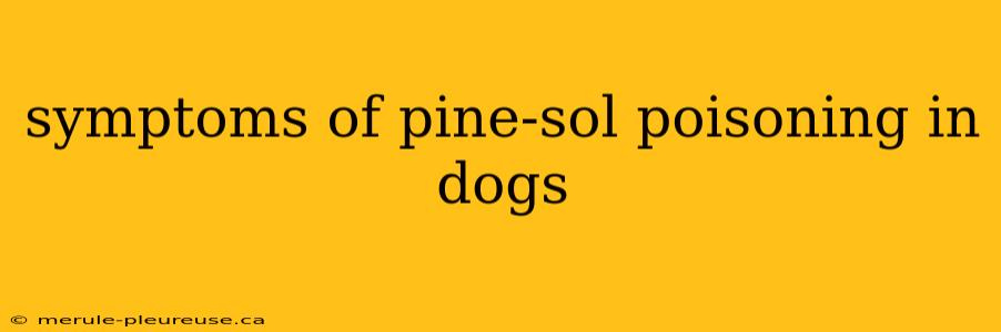 symptoms of pine-sol poisoning in dogs