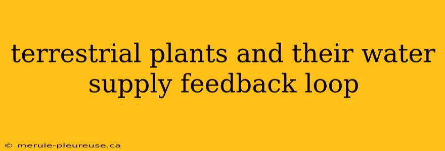 terrestrial plants and their water supply feedback loop