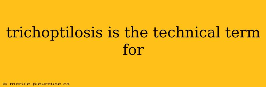 trichoptilosis is the technical term for