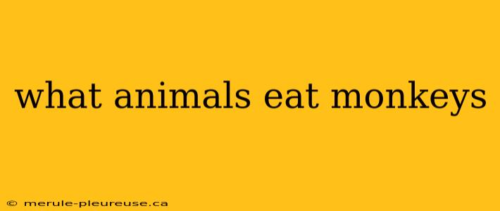 what animals eat monkeys