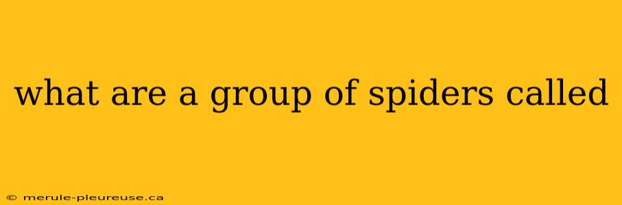 what are a group of spiders called