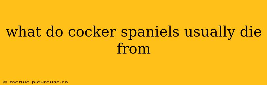 what do cocker spaniels usually die from