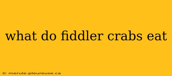 what do fiddler crabs eat