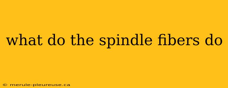 what do the spindle fibers do