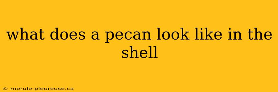 what does a pecan look like in the shell