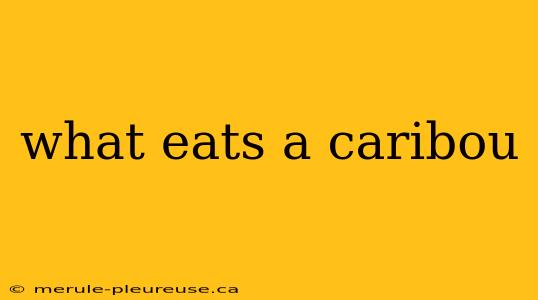 what eats a caribou