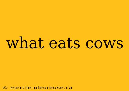 what eats cows