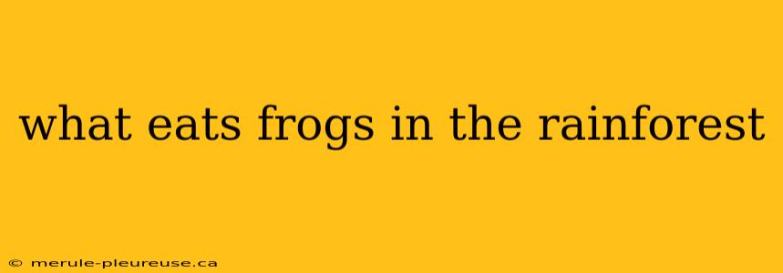 what eats frogs in the rainforest