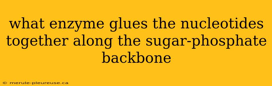 what enzyme glues the nucleotides together along the sugar-phosphate backbone