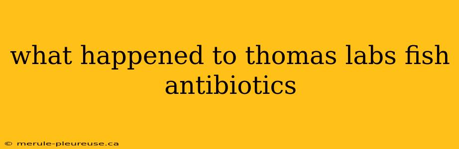 what happened to thomas labs fish antibiotics