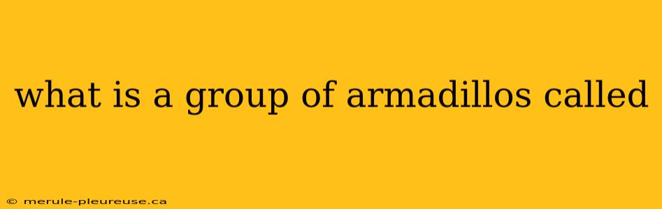 what is a group of armadillos called