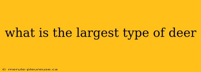 what is the largest type of deer